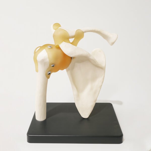 Human Shoulder Joint Anatomical Model