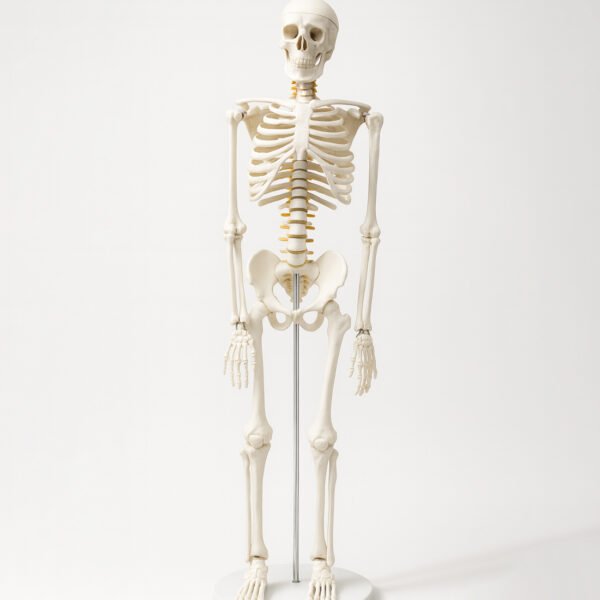 Human Skeleton Model