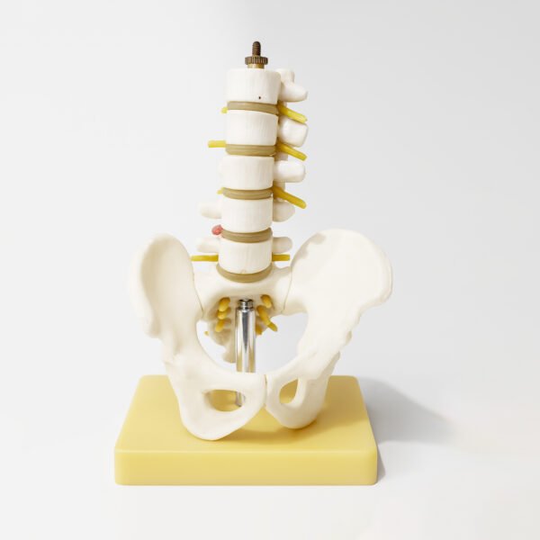 Human Spine and Pelvis Anatomical Model